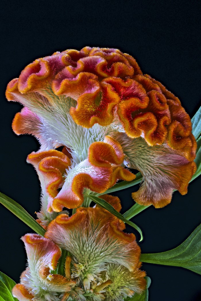 Celosia Cristata flower closeup on black background