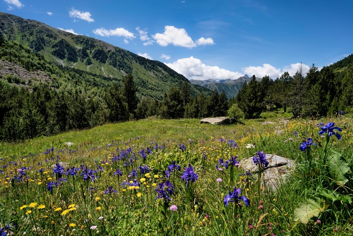 Wildflowers in a mountain meadow in Sorteny, Andorra