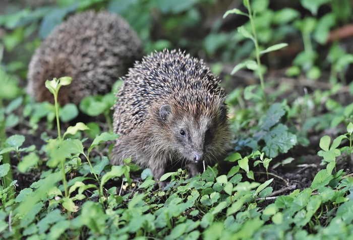 Two Hedgehogs in Greenery
