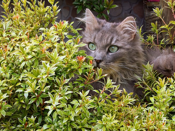 A fluffy gray cat with green eyes peeking through green foliage