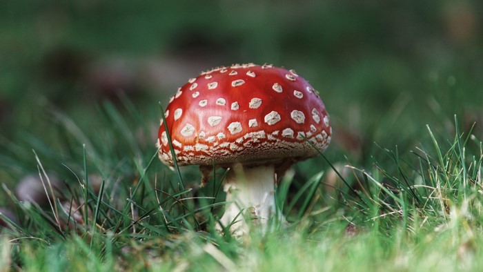 Amanita Mushroom in Grass