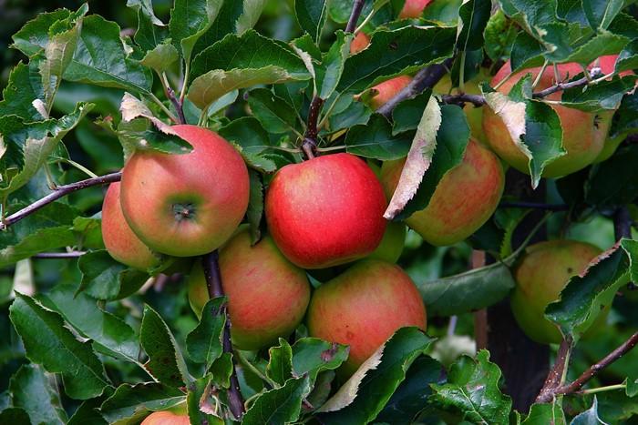Apples on a tree branch with foliage