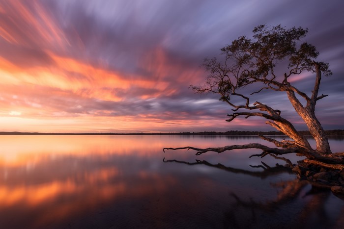 Sunset over Lake Weyba with a lone tree