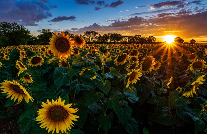 Field of Sunflowers at Sunset with Sun Rays