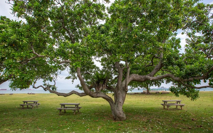 Picnic benches under a large tree by the sea in East Coast Park, Singapore