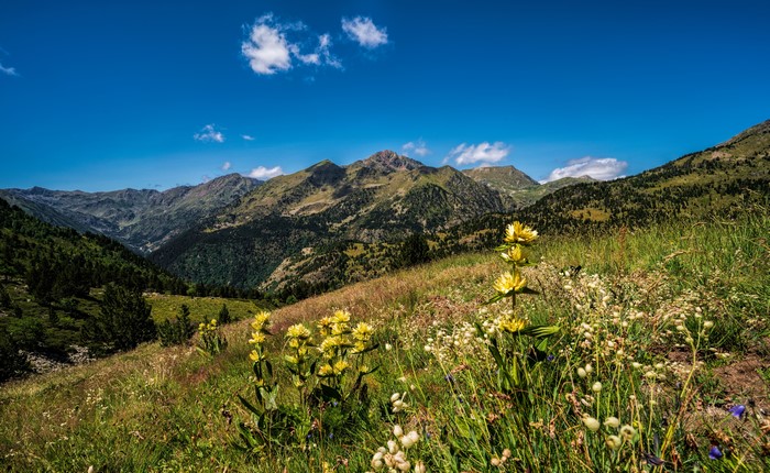 Mountains and Flowers in the Pyrenees, Andorra