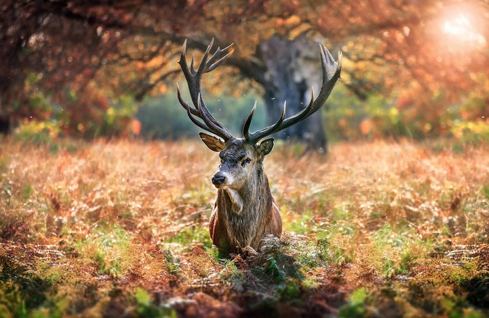 Deer with large antlers in a forest during autumn