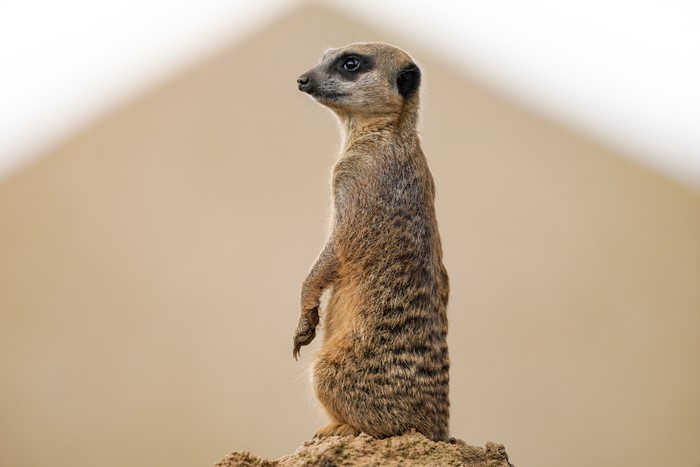 Meerkat standing on a rock