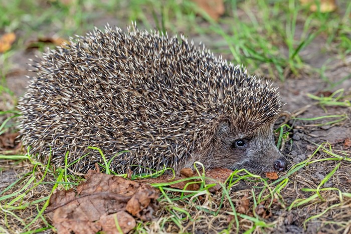 Hedgehog in grass and dirt
