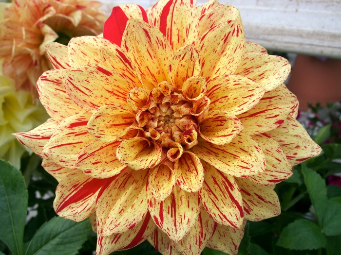 Close-up of a yellow and red speckled Dahlia flower