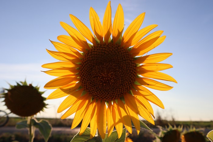 Closeup of a Sunflower with Yellow Petals