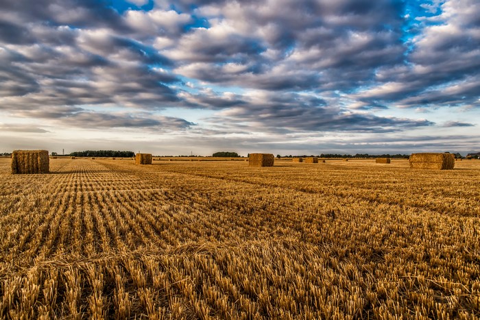 Hay bales in a field under a cloudy sky