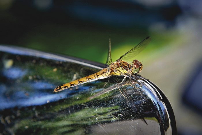 Dragonfly on a shiny surface