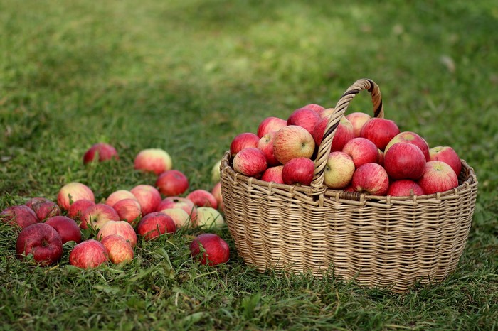 Apples in a wicker basket on grass
