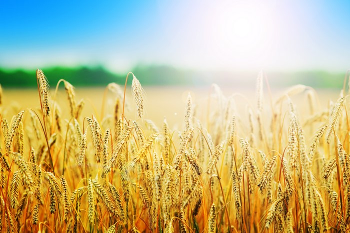 Wheat Field with Sun and Blue Sky