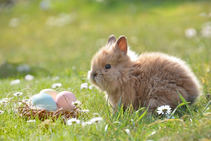 Easter bunny with eggs in grass