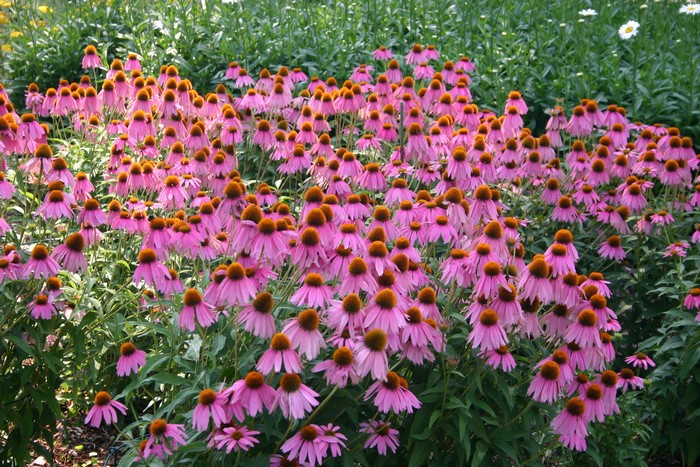 Field of Pink Echinacea Purpurea Flowers