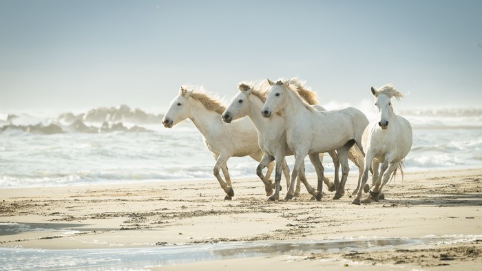 Four white horses running on a beach