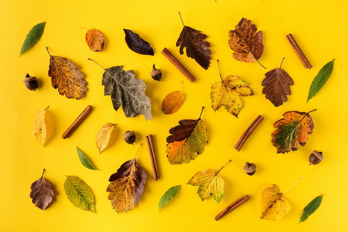 Autumn leaves, acorns, and cinnamon sticks on yellow background