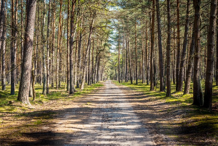 Forest Road Lined with Pine Trees