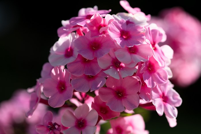 Close-up of pink phlox flowers with bokeh