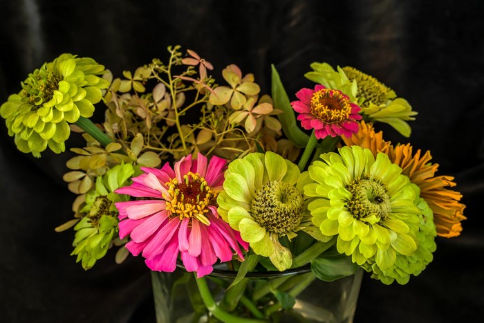 Bouquet of Zinnias in a Glass Vase