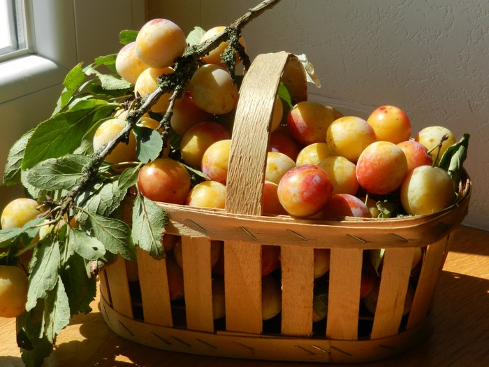 Plums in a wicker basket with branches