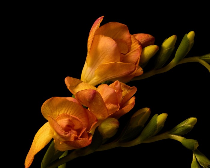 Orange Freesia flowers and buds on black background