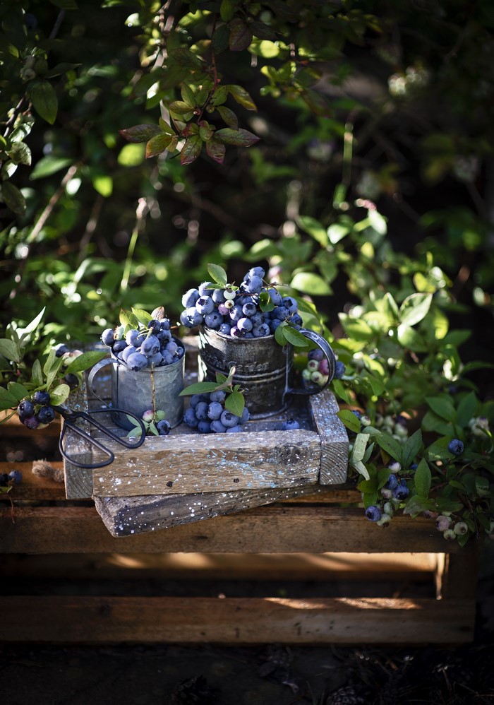 Blueberries in metal mugs on a wooden crate