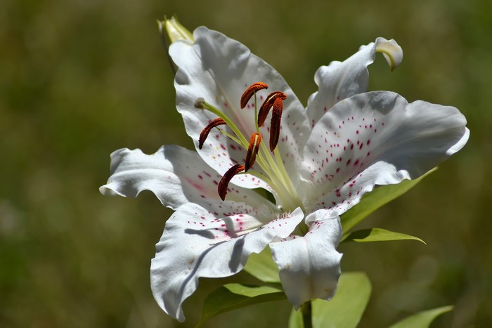 White lily with pink spots and stamens