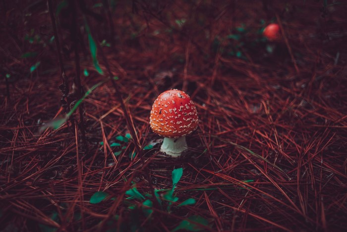 Red Amanita Mushroom in Forest