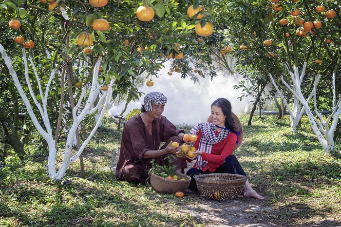 Vietnamese couple harvesting oranges in a garden