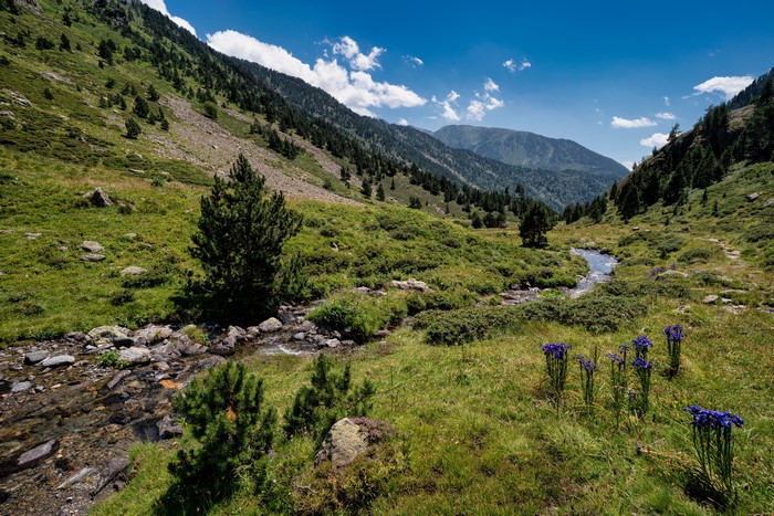 Mountain valley with stream and purple flowers in Andorra