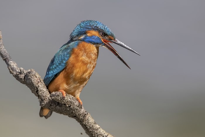 Common Kingfisher bird on a branch