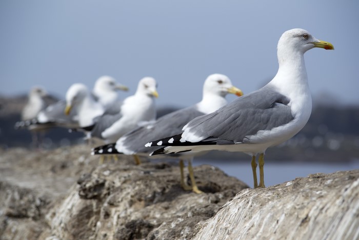 Seagulls in a Row on Rocks