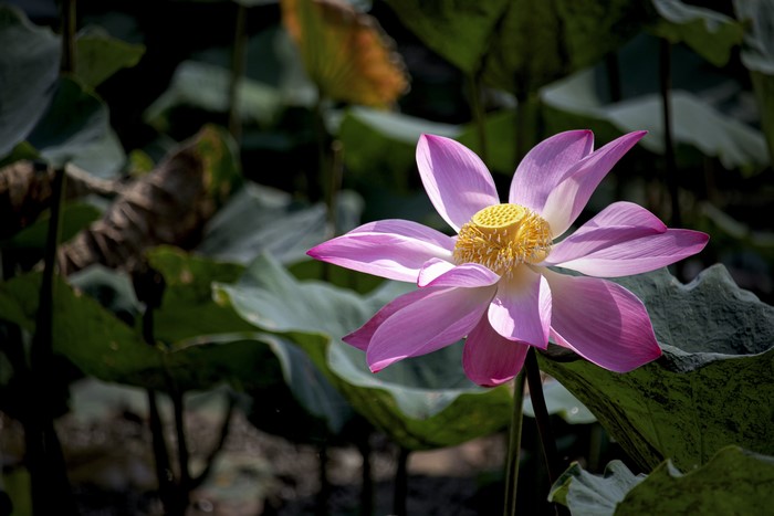 Pink Lotus Flower Closeup