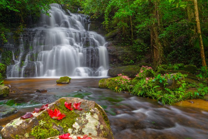 Waterfall in a lush green forest with red maple leaves