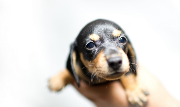 Close-up of a Dachshund puppy held in a hand