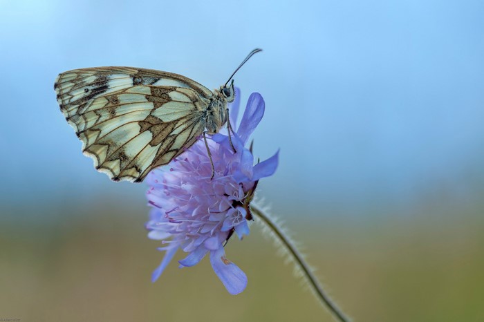 Marbled White butterfly on a purple flower