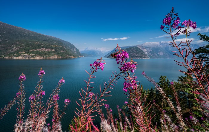 Fireweed flowers in front of a Norwegian fjord and mountains