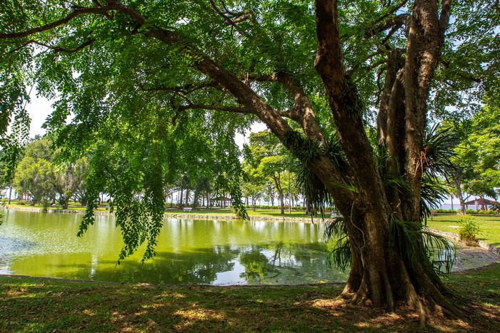 Pond and trees in East Coast Park, Singapore