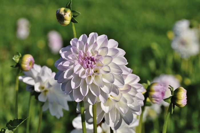 Dahlias and buds in a garden