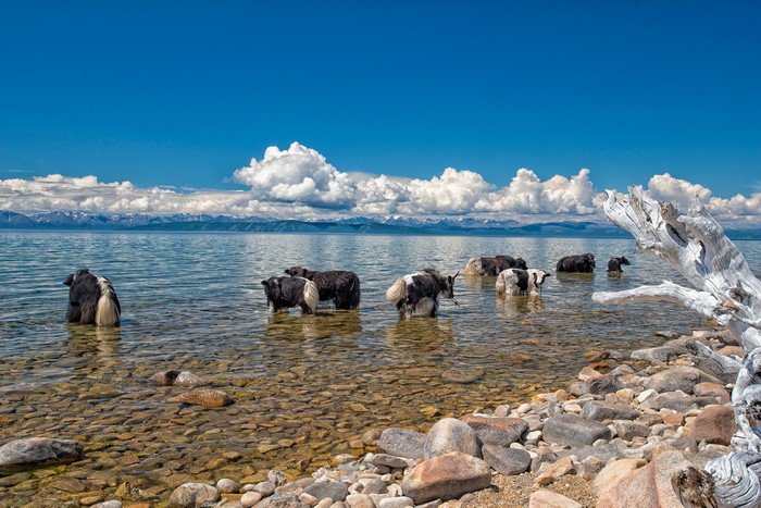 Wild yaks wading in a lake with mountains in the background