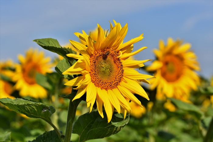 Sunflowers in a field with a bee