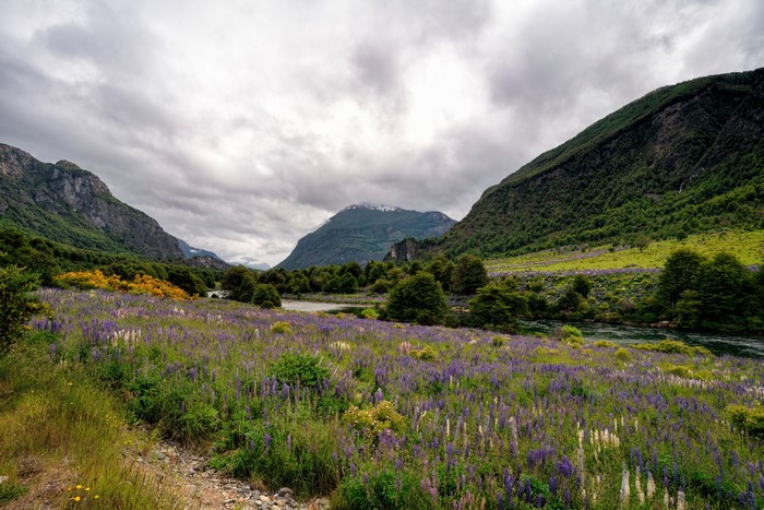 Patagonia Chile Valley with Lupines and Mountains