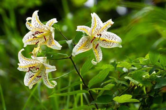 Three white and yellow lilies with dark spots
