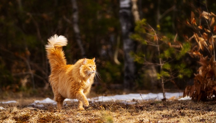 Orange cat walking in a forest