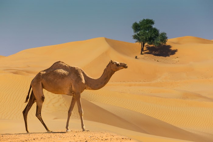 Camel walking in the desert with a tree