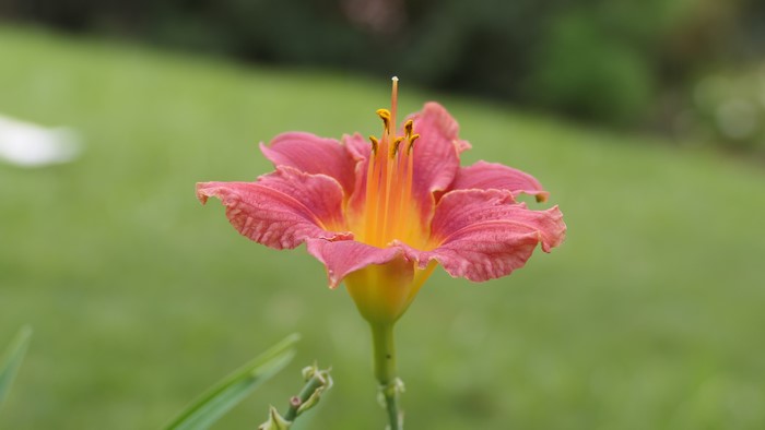 Pink and yellow daylily flower closeup