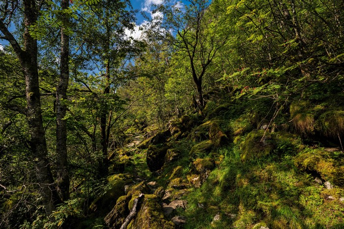 Forest path with mossy stones and trees in Norway
